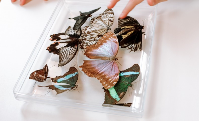 Science Fair 2025 - image 32